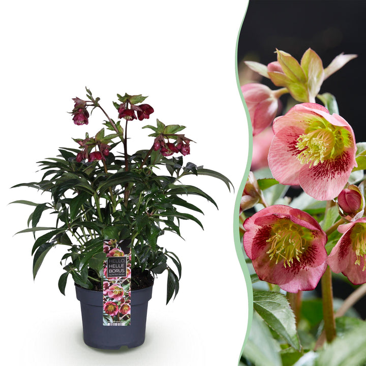 Helleborus 'Dacaya' hellebore in a 19cm pot, 50cm tall