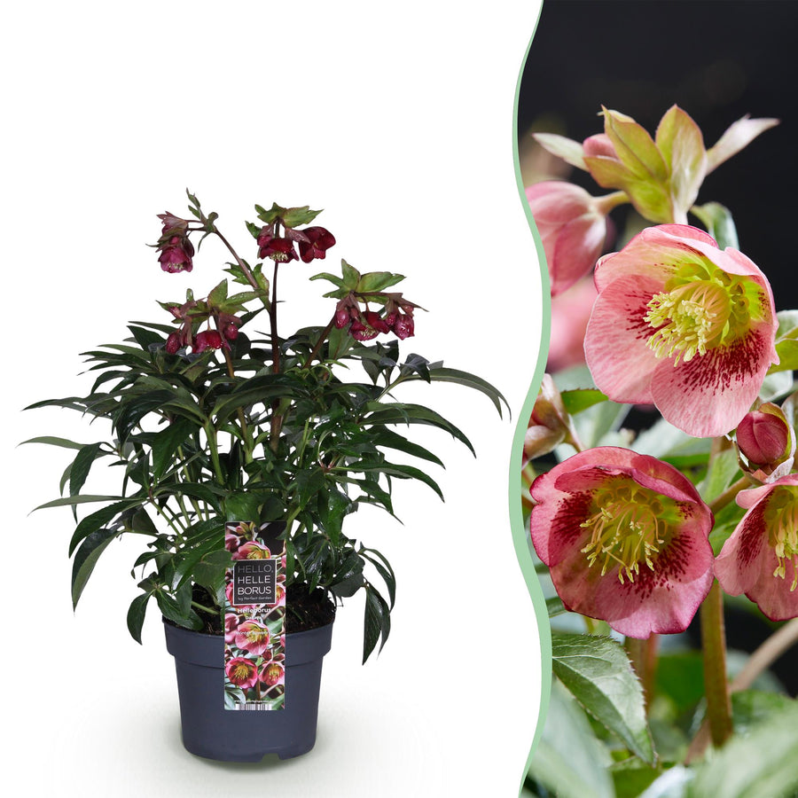 Helleborus 'Dacaya' hellebore in a 19cm pot, 50cm tall