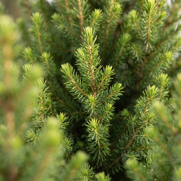 Pack of 2 potted dwarf spruce Christmas trees, 65cm in 19cm pots with a jute bag - view 4