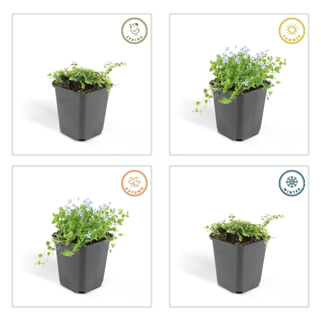 48x Blue Star Creeper Isotoma fluviatilis 9cm Pots - Bulk Pack