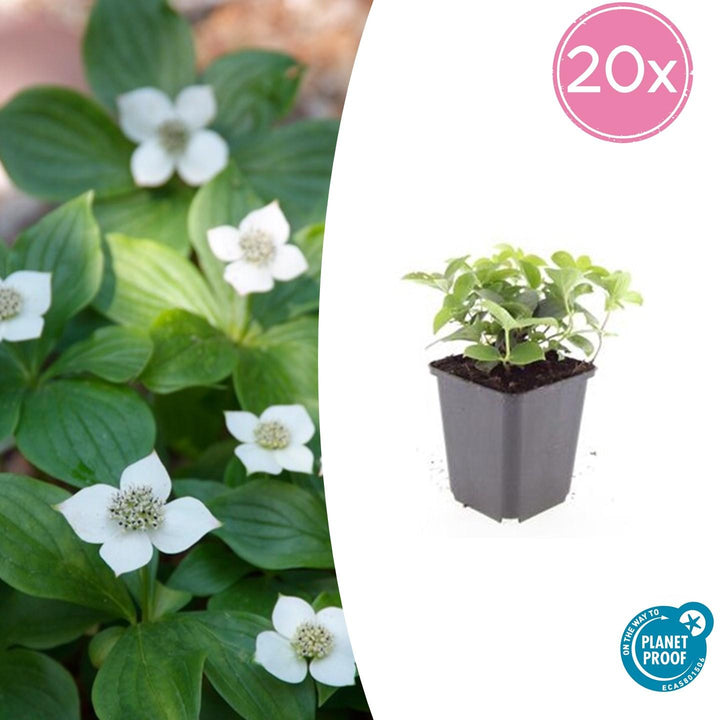 20x Cornus Canadensis Plants - Bunchberry Ground Cover - 10-25cm