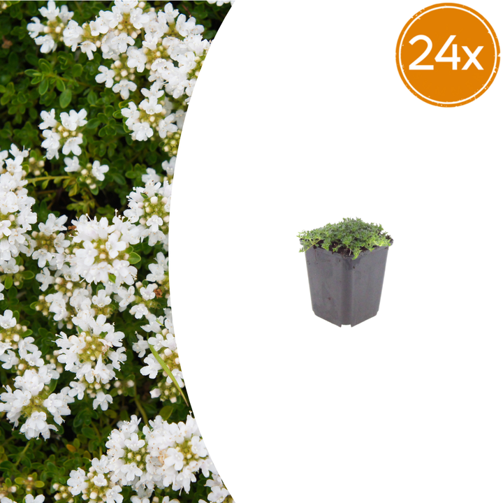 Healthy foliage and strong roots close-up of 24x Thymus praecox 'Albiflorus' - ↕10-25cm - Ø9cm