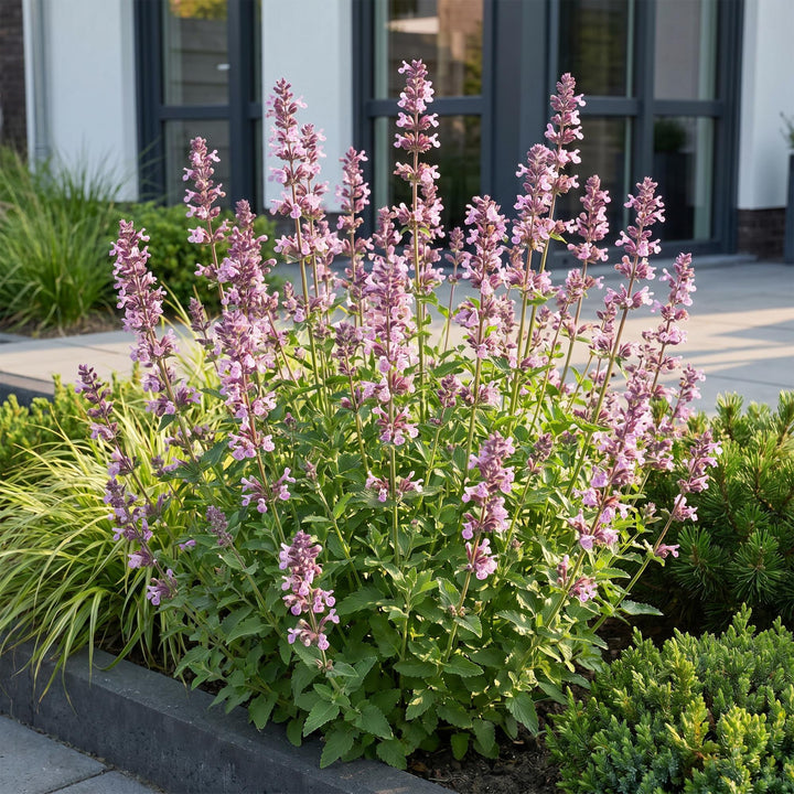 24 Nepeta sibirica 'Wild Orchid' catmint plants in 11cm pots - view 6