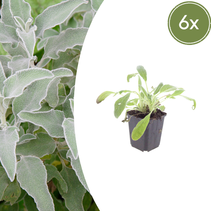 6x Stachys byzantina - ↕10-25cm - Ø9cm alternative angle showing habit and leaf structure