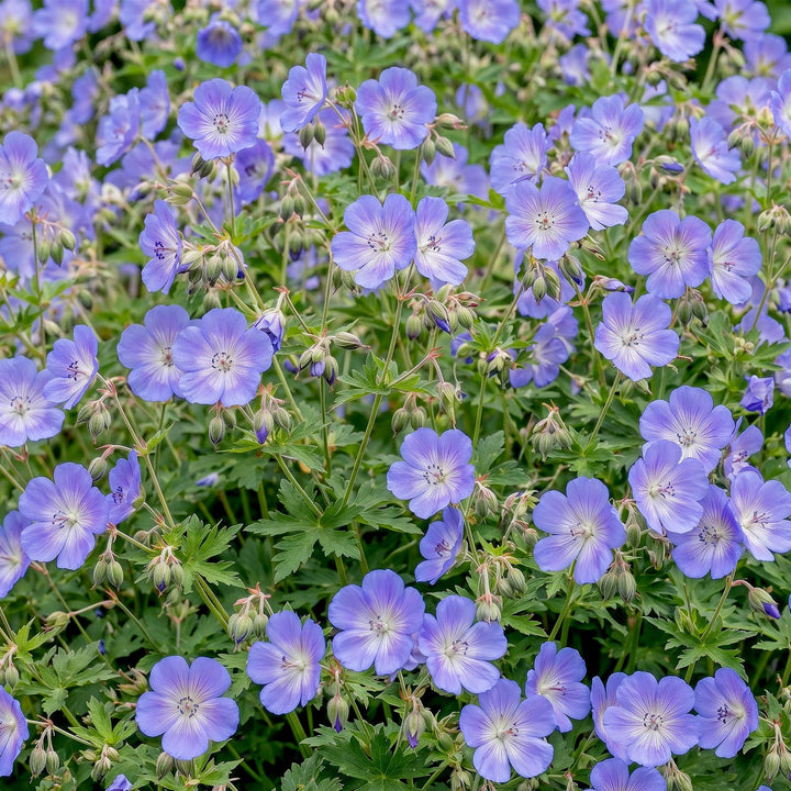 12 Geranium 'Rozanne' cranesbill plants in 11cm pots, 15-25cm tall - view 6
