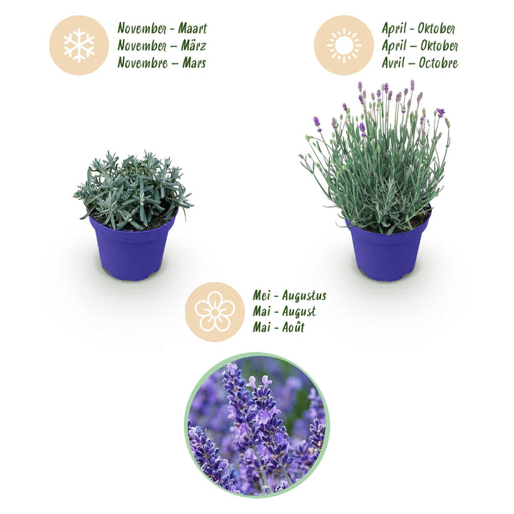 18 Lavandula angustifolia Hidcote English lavender plants in 12cm pots - view 4