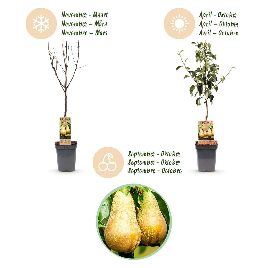 Pyrus communis 'Conference' pear tree, 1 tree about 90cm tall in a 21cm pot - view 4