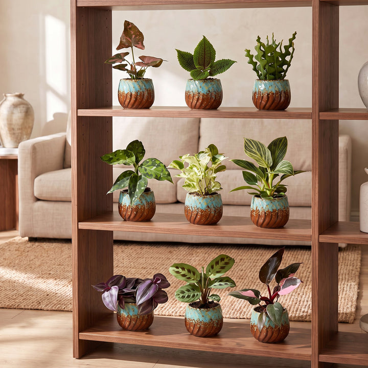Baby Plants Surprise Box, 9 tropical plants in various colours, image 4