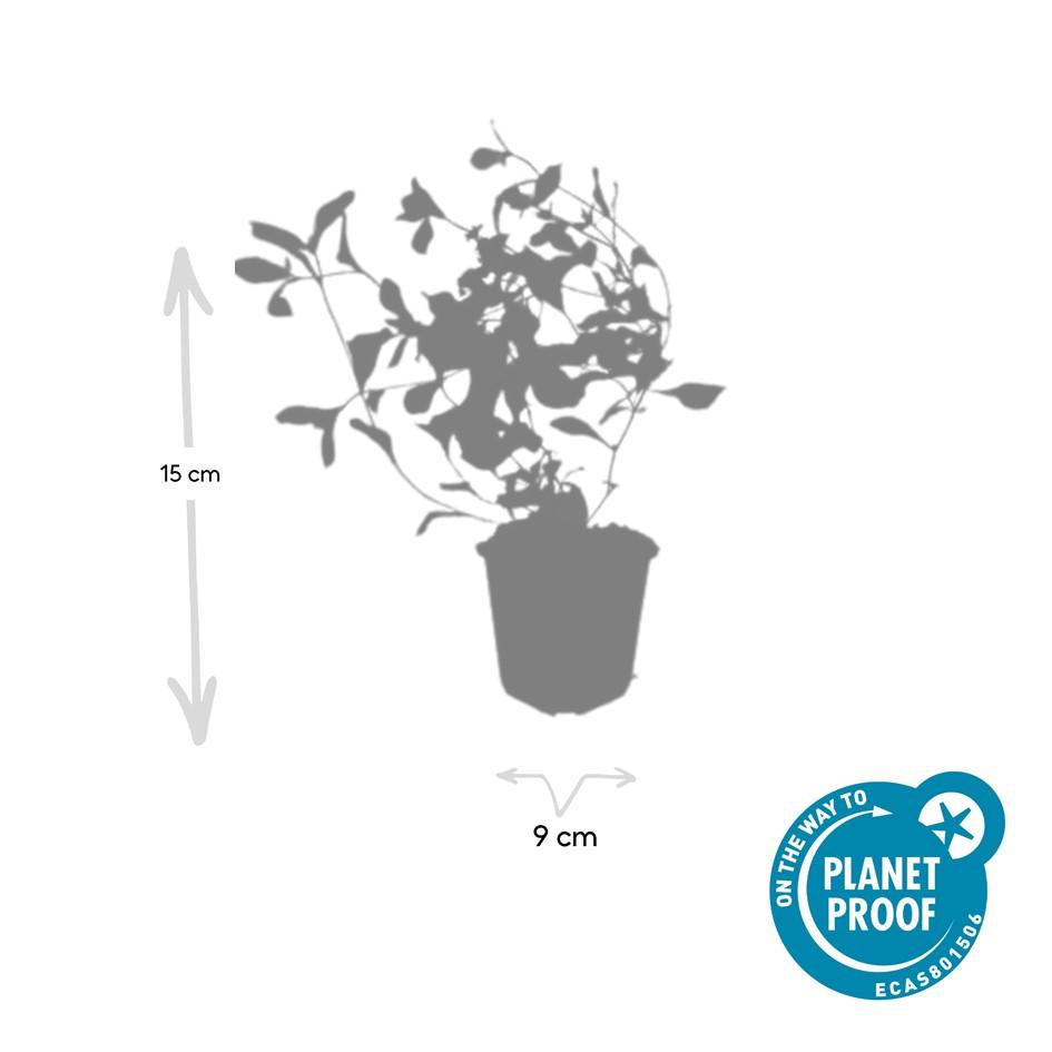60 Ceratostigma plumbaginoides plants in pots, heights 10-25cm, vibrant blue flowers, brand Everspring