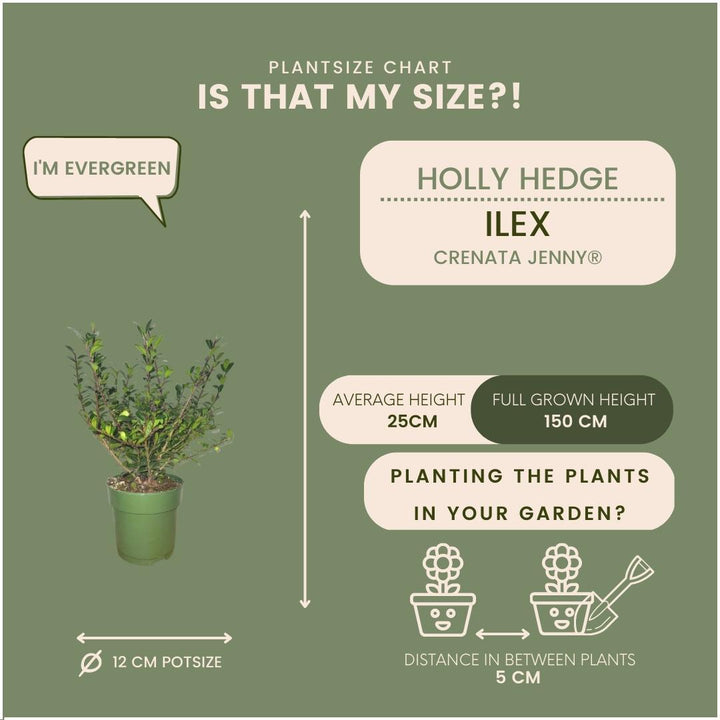 Ilex crenata 'Jenny' mountain holly plants, pack of 24, image 4