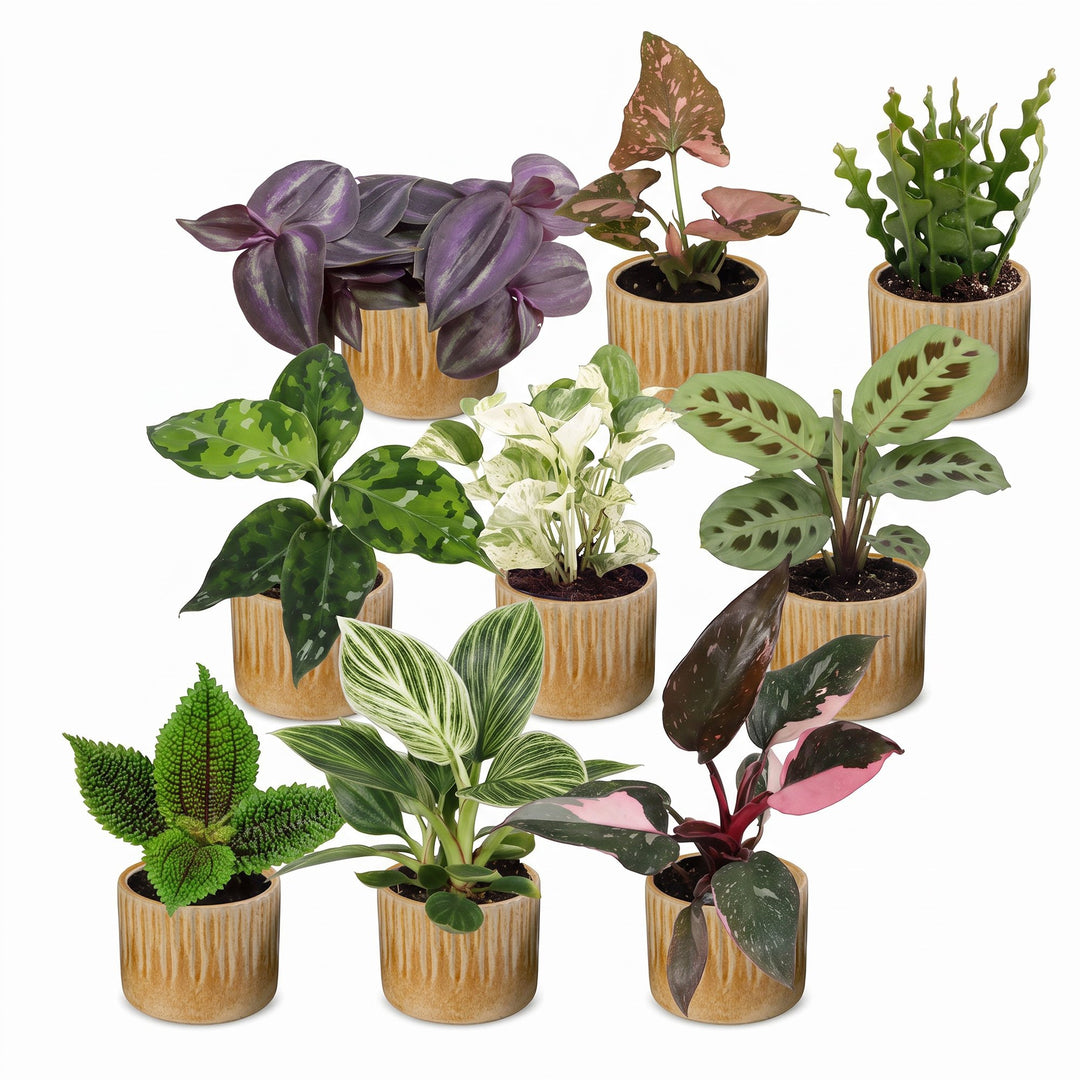 9x Baby Plants Surprise Box - Linnea Honey – PlantGift.ie