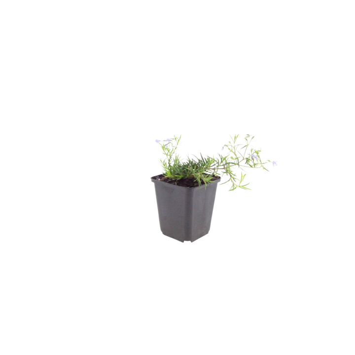 48x Phlox (S) 'Emerald Cushion Blue'- ↕10-25cm - Ø9cm alternative angle showing habit and leaf structure