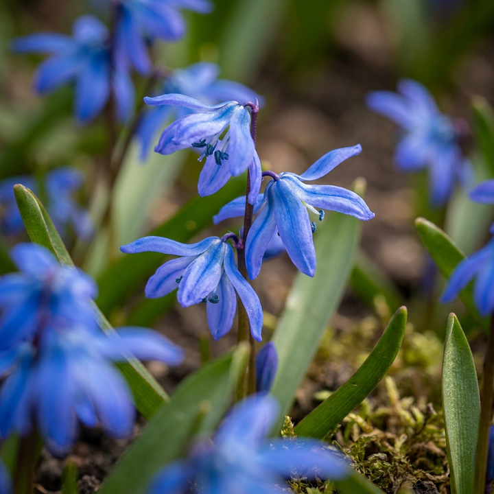 Scilla siberica in flower, nodding, intensely blue star flowers, 400-bulb pack for Irish gardens