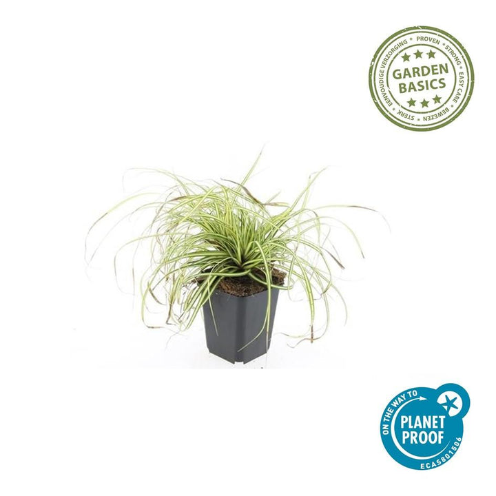 Carex oshimensis 'Evergold' - Stunning Groundcover Grass!