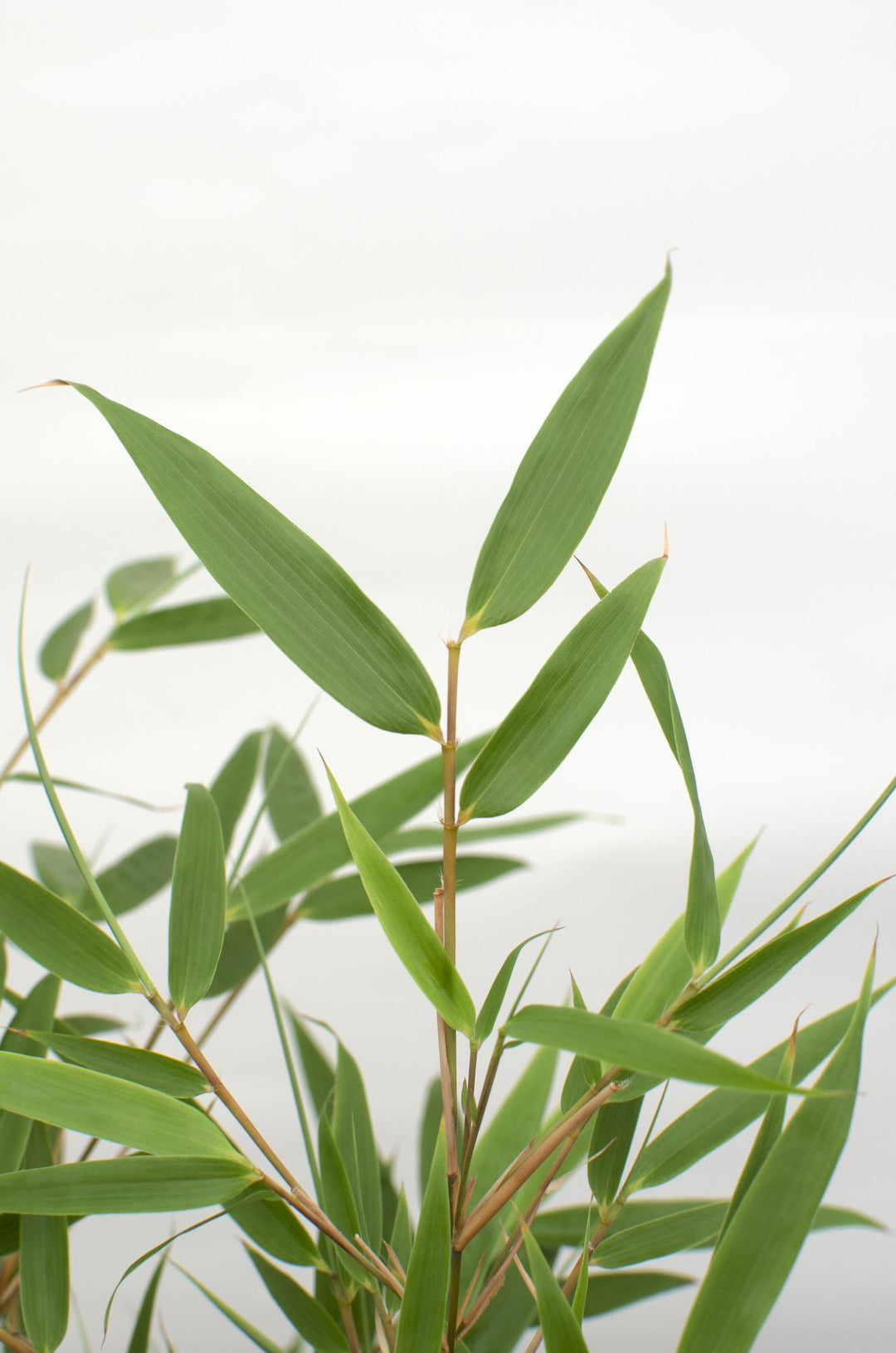 Fargesia rufa 80cm — Clumping Bamboo in 29cm pot