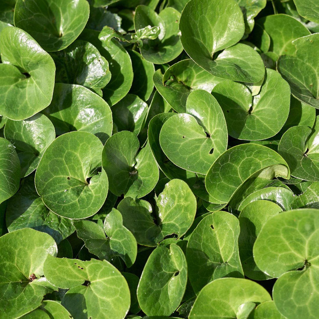 Asarum europaeum with heart-shaped bright green leaves and visible veining, potted in 9cm container, 10-25cm height