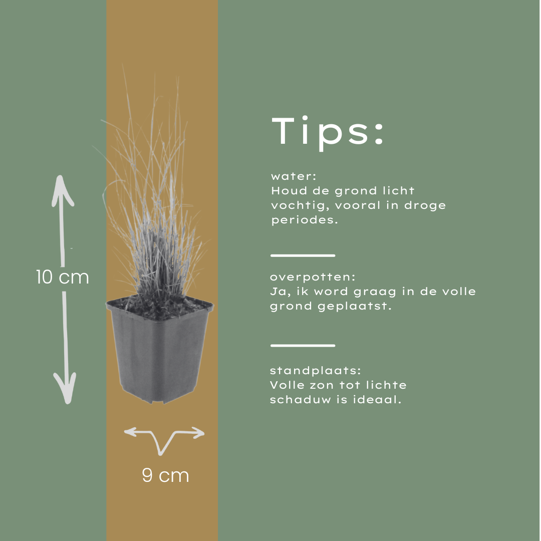 48x Calamagrostis brachytricha - ↕10-25cm - Ø9cm