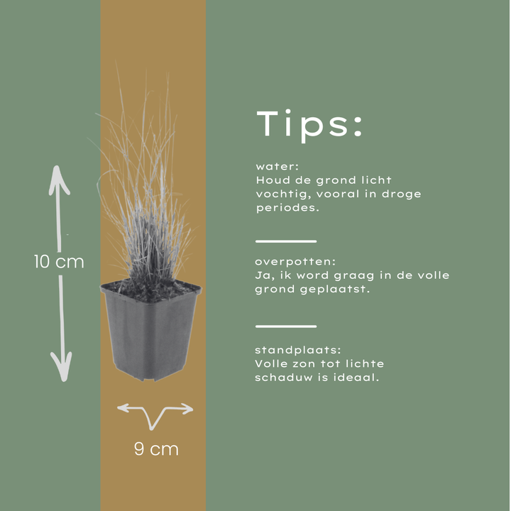 48x Calamagrostis brachytricha - ↕10-25cm - Ø9cm