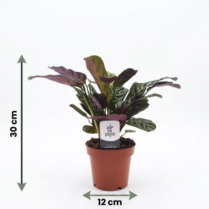 Fishbone Prayer Plant (Ctenanthe burle-marxii) - 4 Plants - 12cm Pot - 30cm Tall