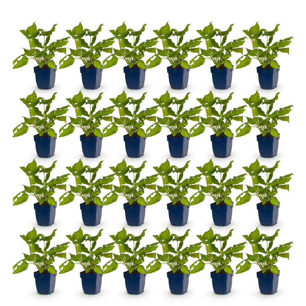 24 Persicaria amplexicaulis plants in 11cm pots, 15-25cm tall - view 2