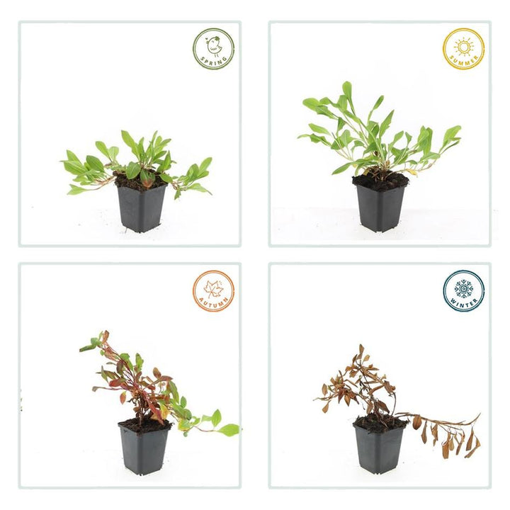 60x Persicaria aff. 'Darjeeling Red' - ↕10-25cm - Ø9cm