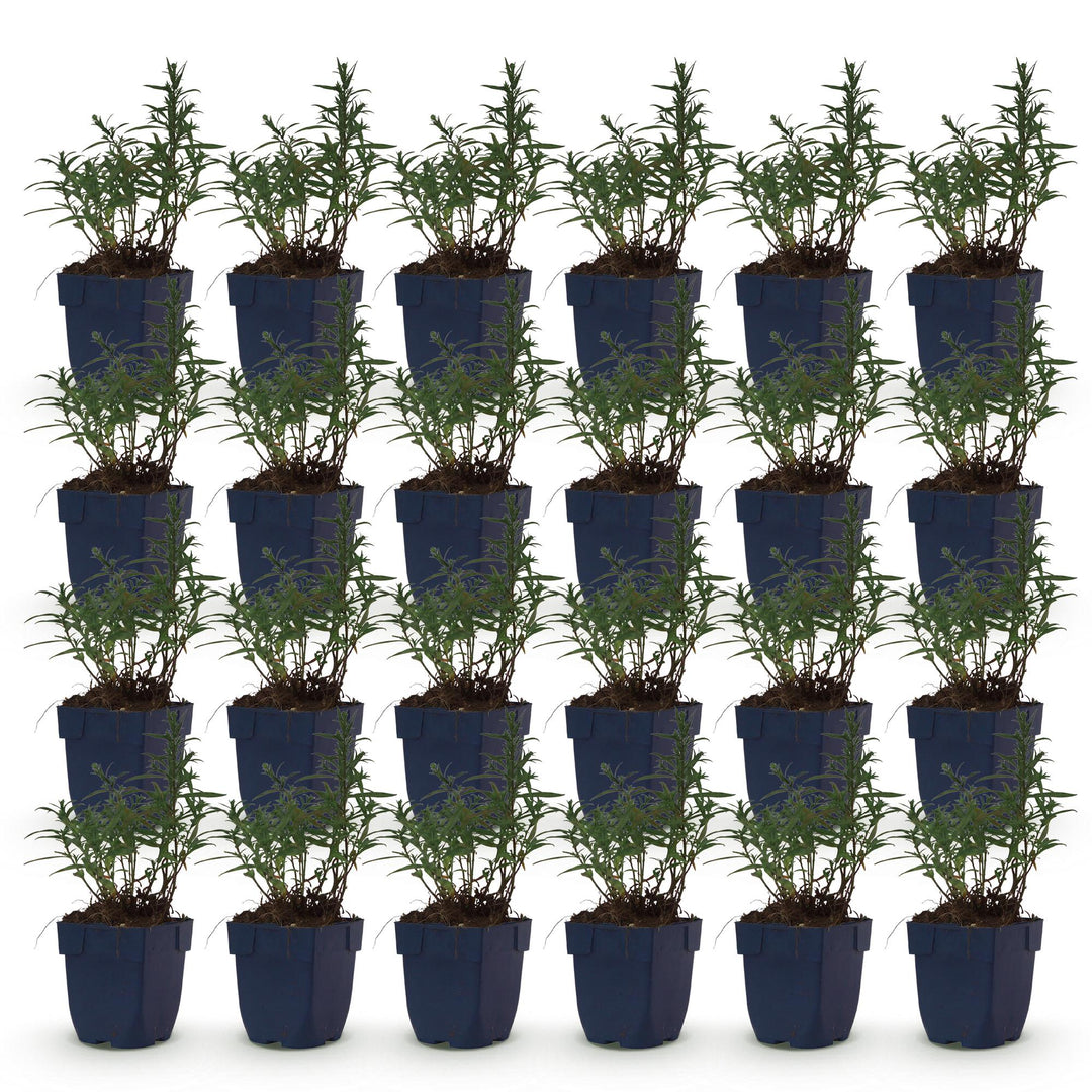 24x Aster dumosus 'Mediterranee' Cushion Aster - Violet - 11cm Pot - 15-25cm