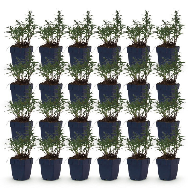 24x Aster dumosus 'Mediterranee' Cushion Aster - Violet - 11cm Pot - 15-25cm