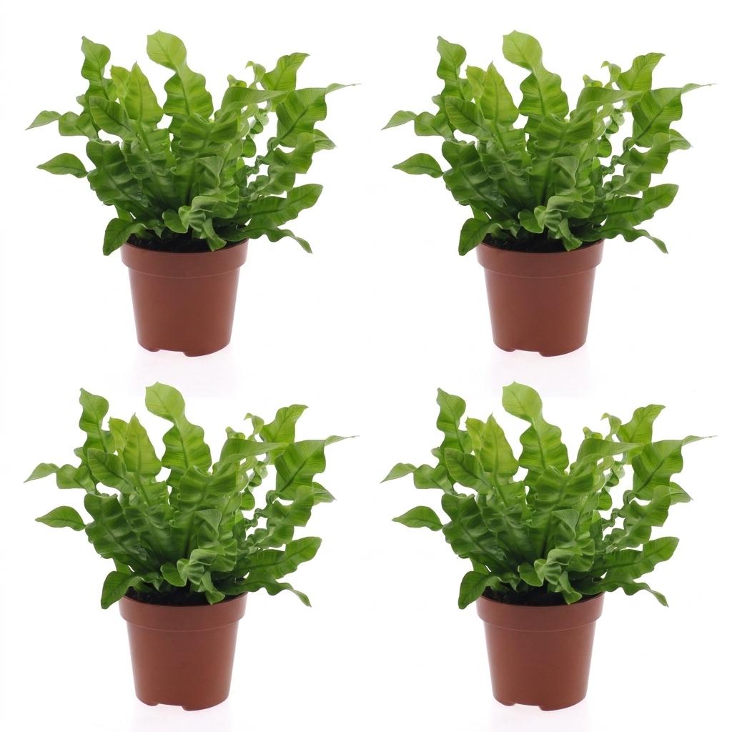Crispy Wave Fern (Asplenium 'Crispy Wave') - 4 Plants - 12cm Pot - 30cm Tall