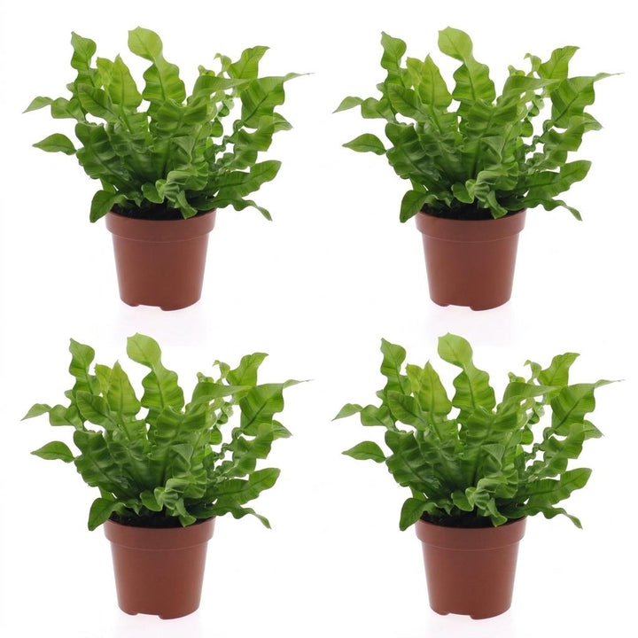 Crispy Wave Fern (Asplenium 'Crispy Wave') - 4 Plants - 12cm Pot - 30cm Tall