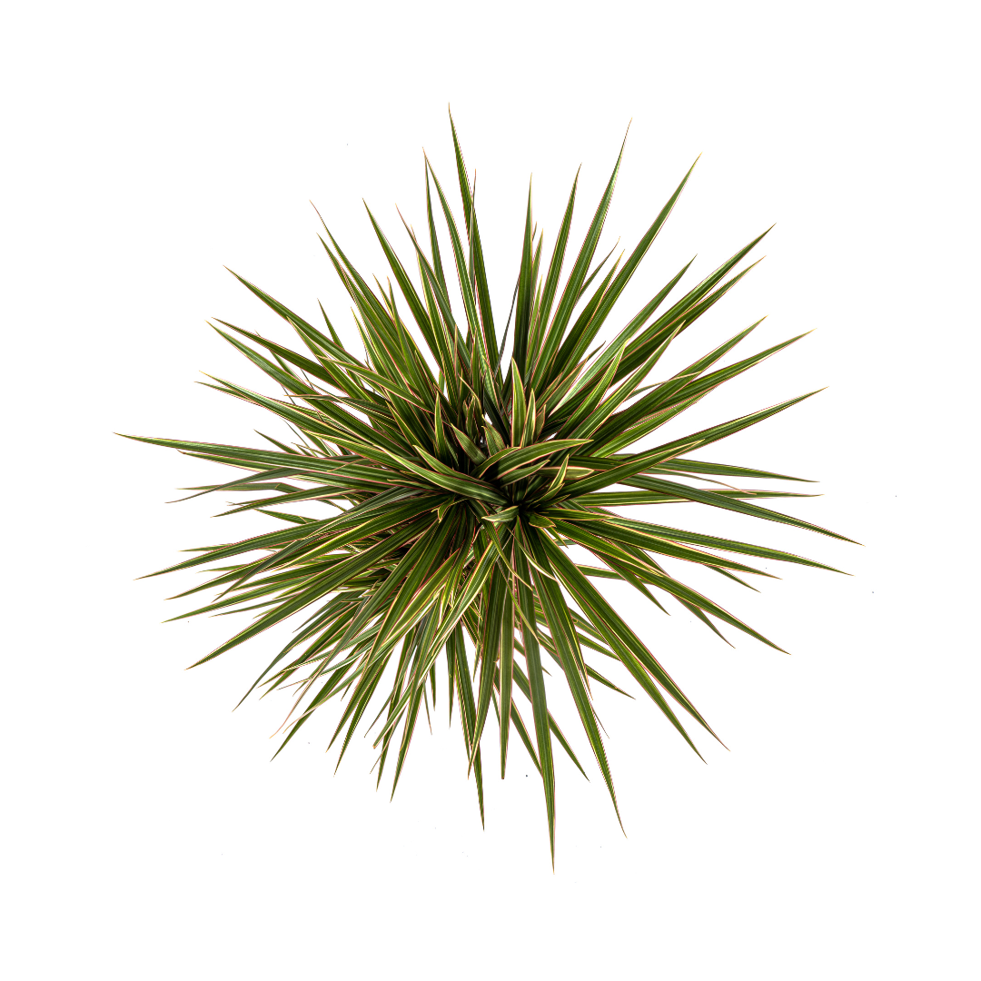 Dracaena Marginata Bicolor 50-70cm — Madagascar Dragon Tree in 17cm pot