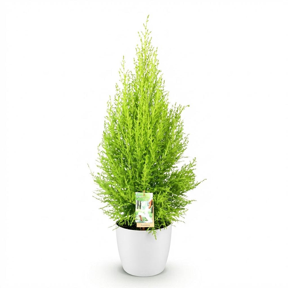Cupressus 'Goldcrest Wilma' golden lemon-scented conifer, 21cm pot, 85-95cm, supplied with a white potter - view 2