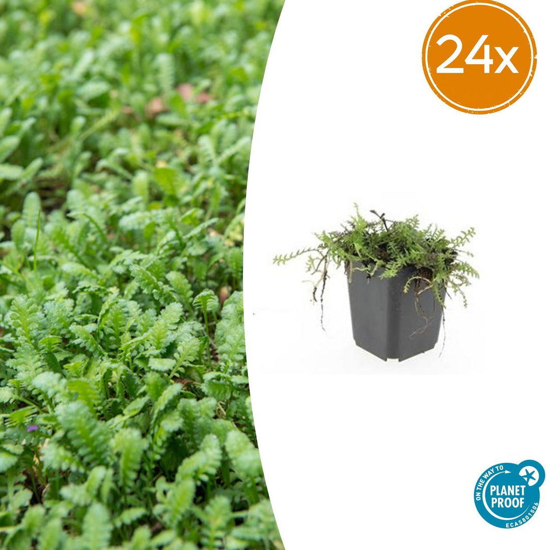 Leptinella squalida with feathery green foliage in black nursery pot, trailing stems visible, 24 pack quantity shown