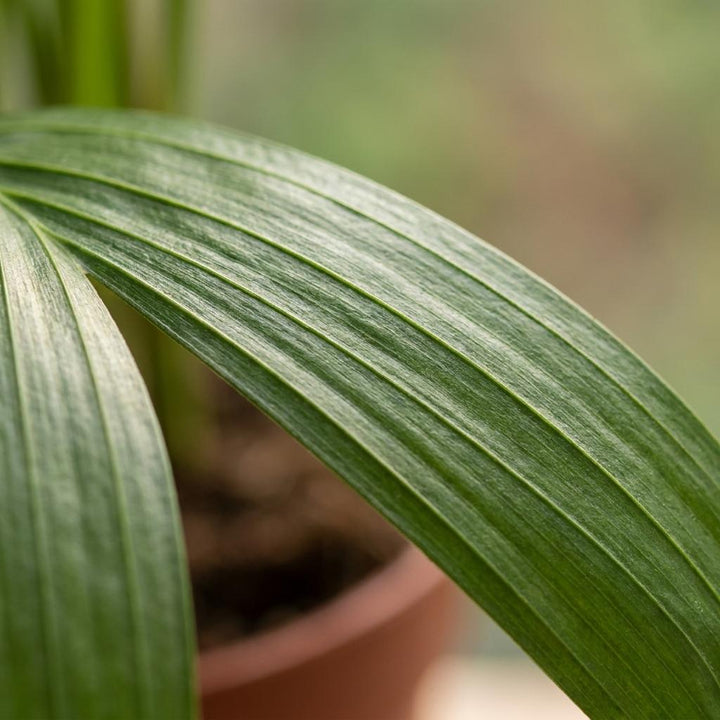 Areca Palm (Dypsis lutescens) - 4 Plants with Woven Basket - 12cm Pot - 45cm Tall