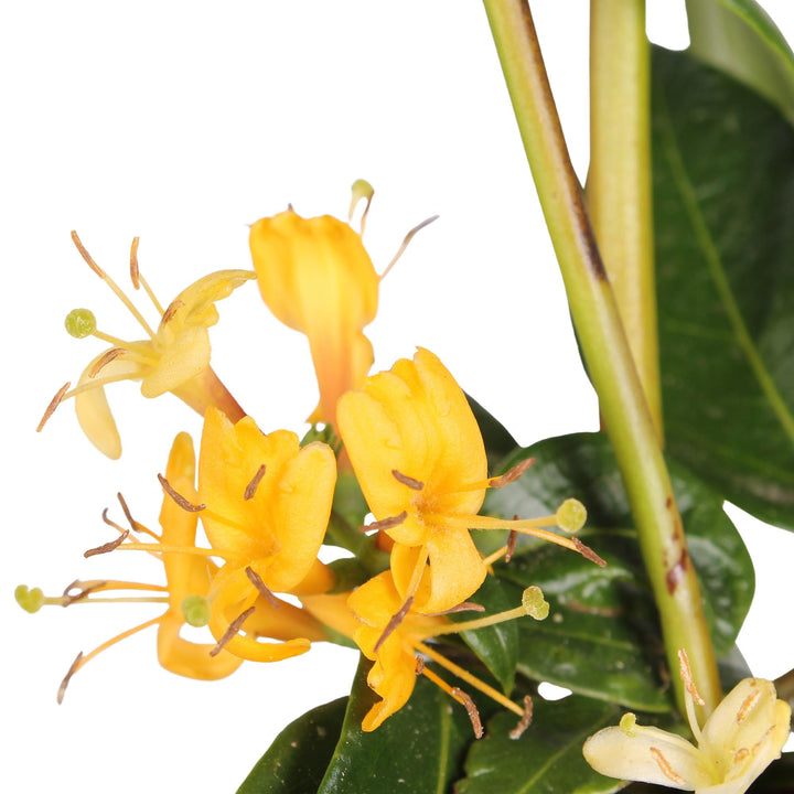 Lonicera henryi with bright yellow flowers and long protruding stamens, green oval leaves on stems, 65cm plant in 15cm pot