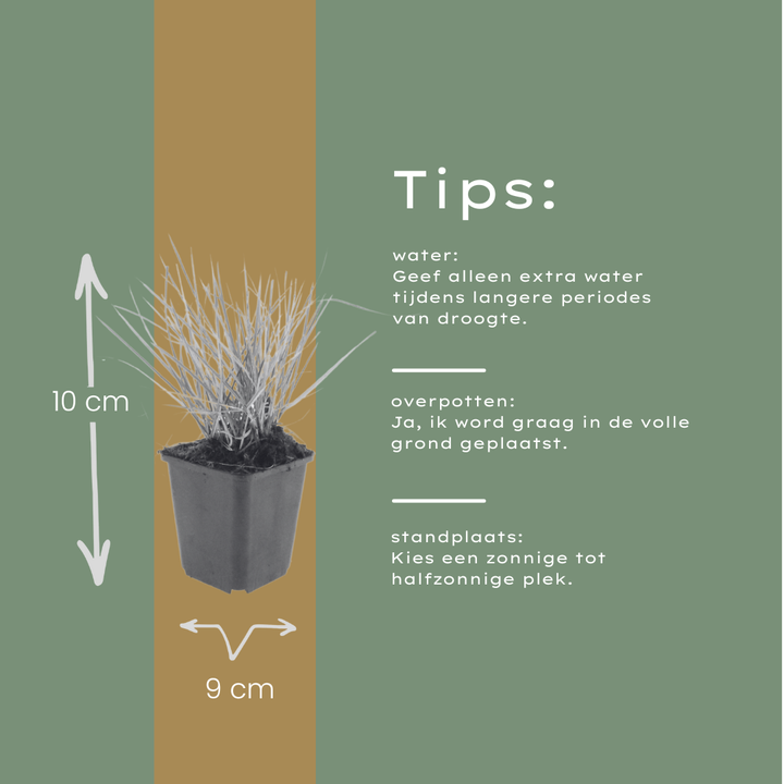 24x Sesleria autumnalis - ↕10-25cm - Ø9cm packed for EU plant delivery from PlantGift.ie