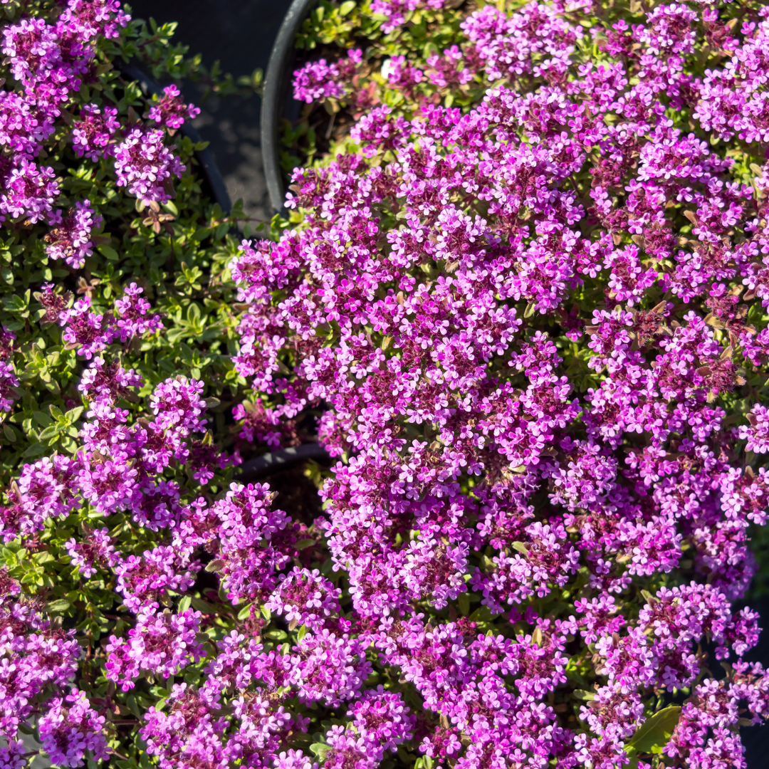 60x Thymus praecox 'Coccineus' - ↕10-25cm - Ø9cm