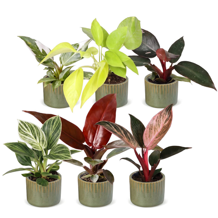 Baby Philodendron Family, pack of 6 tropical houseplants in Ø6cm pots, image 2