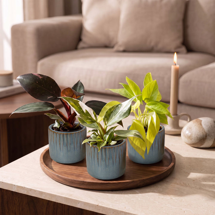 Baby Philodendron Tricolour trio, pack of 3 indoor plants, image 3