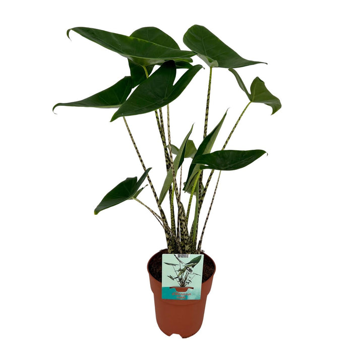 Alocasia Zebrina - Elephant ear - Ø19cm - ↕75cm