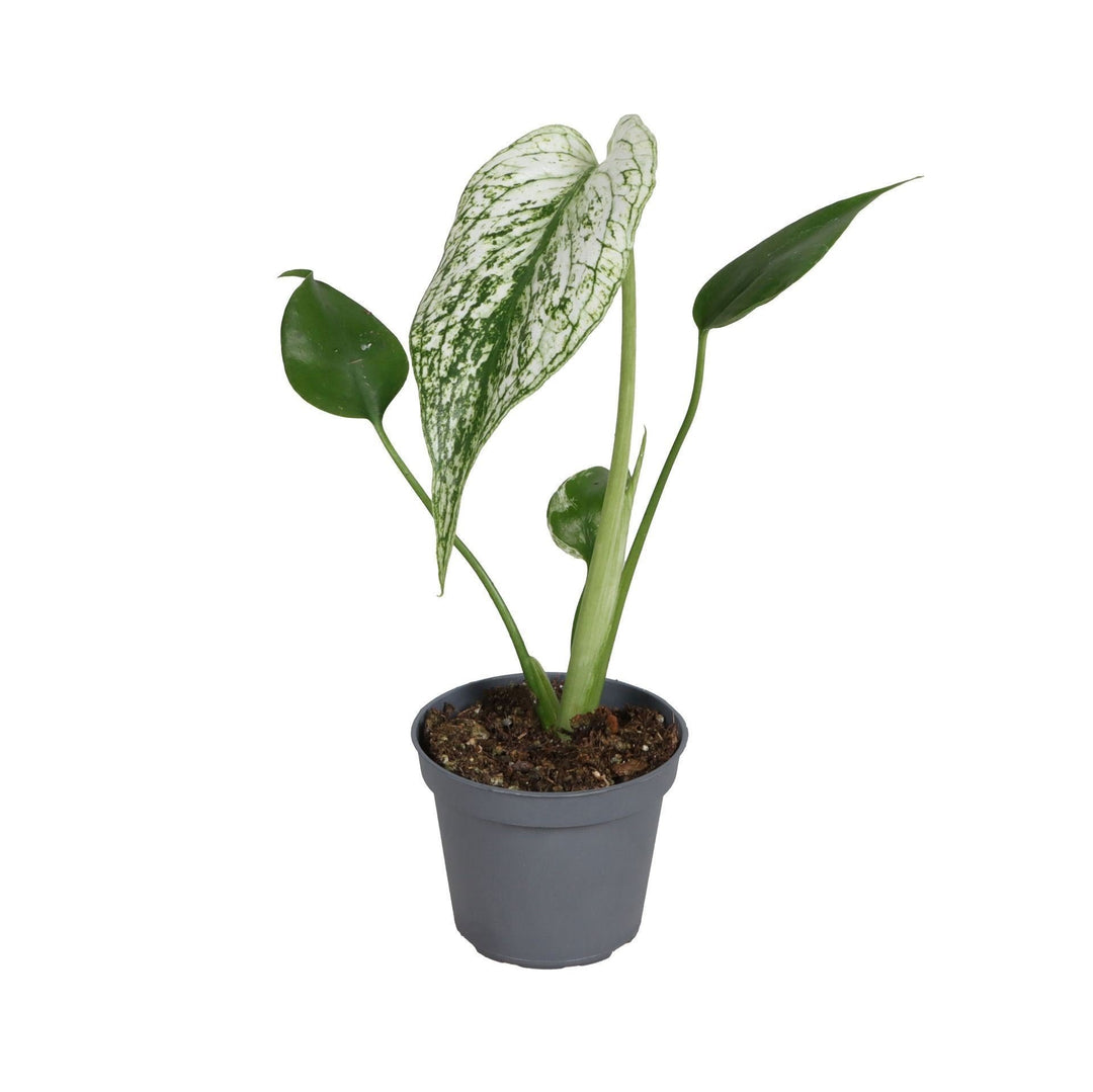 Young Monstera Devil Monster plant with white-marked green leaves in a small grey nursery pot