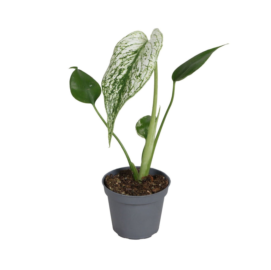 Young Monstera Devil Monster plant with white-marked green leaves in a small grey nursery pot