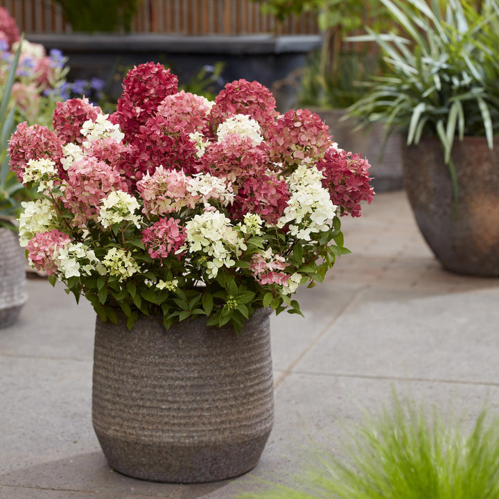 8 Hydrangea paniculata Groundbreaker Ruby plants in 14cm pots - view 5