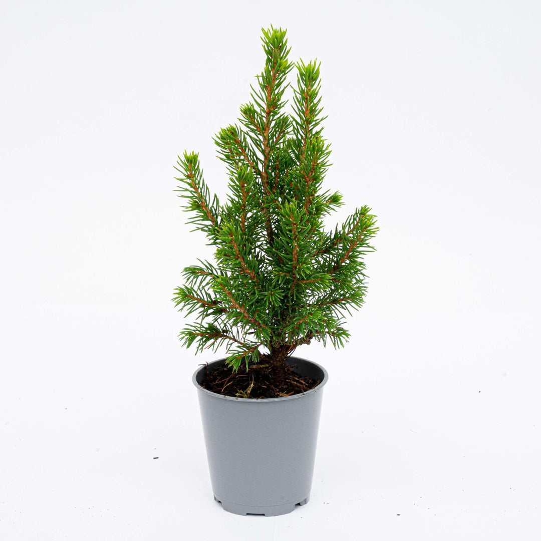 Title: 6x Mini Christmas Tree (Picea glauca 'Perfecta') – ↕15-20cm