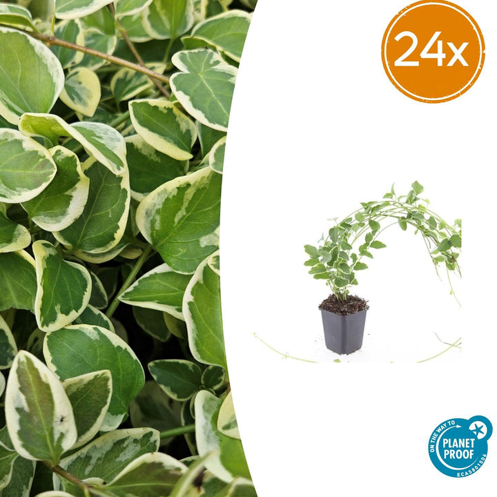 Variegated greater periwinkle with heart-shaped green and cream leaves on trailing stems, shown in grey pot with 24x…