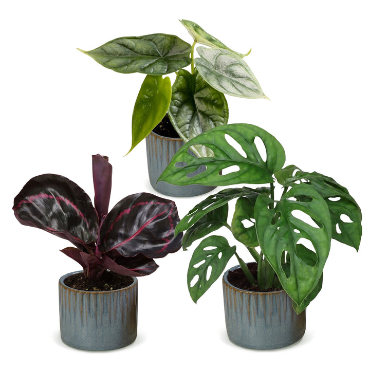 Baby Jungle Mix tropical houseplants, pack of 3, image 2