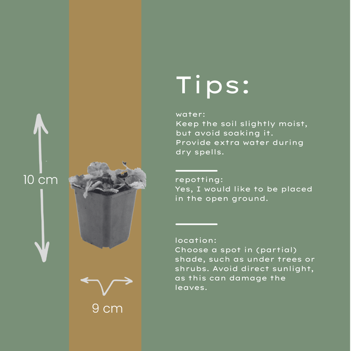 60x Tiarella cordifolia - ↕10-25cm - Ø9cm