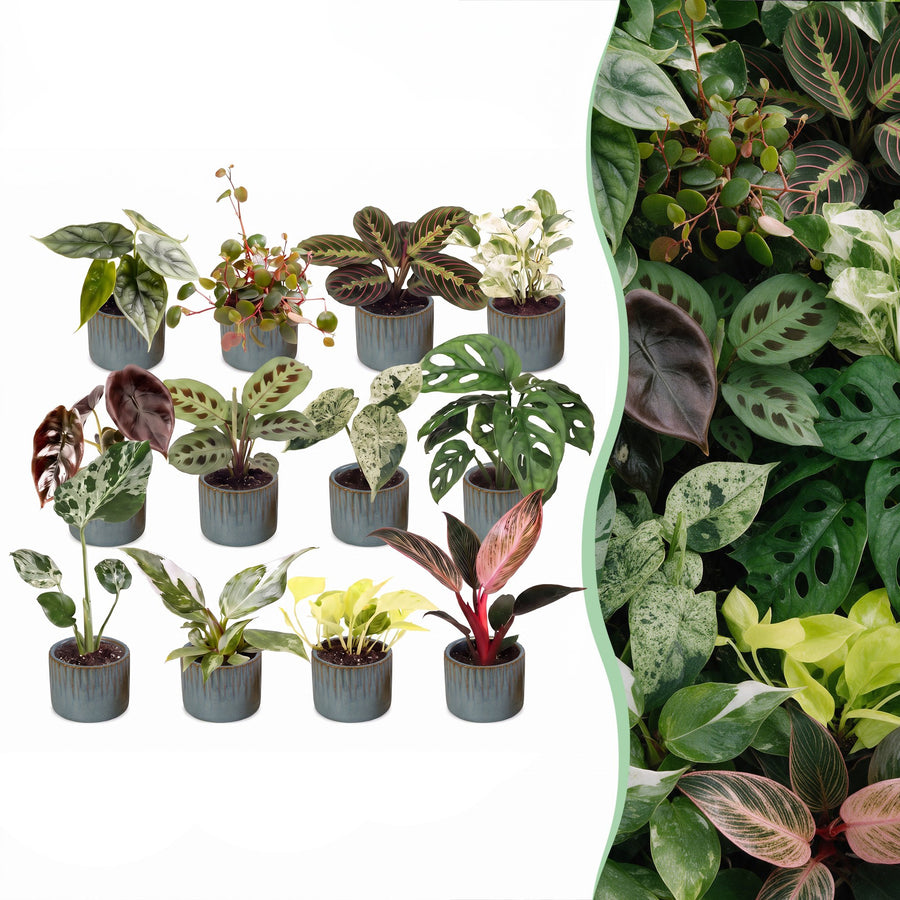 Baby Plants Surprise Box, 12 tropical plants in 6cm pots