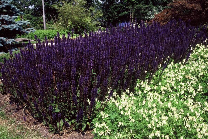 6x Salvia nem. 'Mainacht' - ↕10-25cm - Ø9cm — healthy root ball and nursery pot ready to ship from Ireland