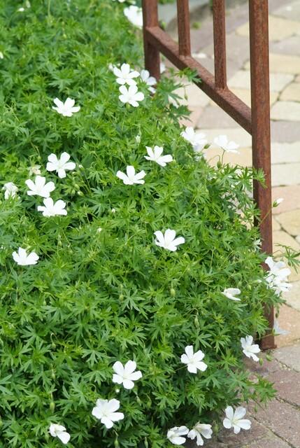 6x Geranium sang. 'Album' - ↕10-25cm - Ø9cm full-plant overview, blue-violet garden flowers and soft foliage