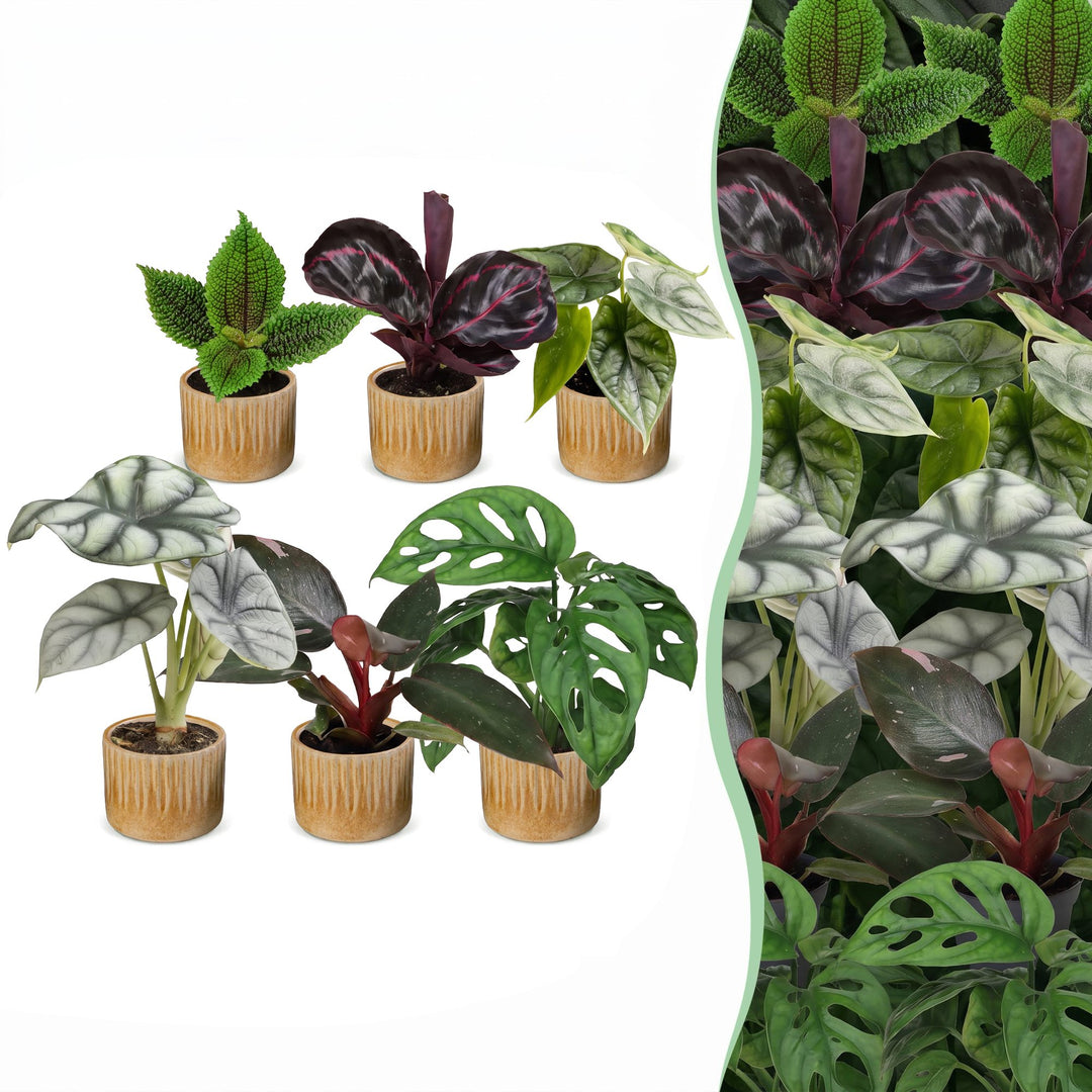Baby Jungle Mix tropical houseplants, pack of 6